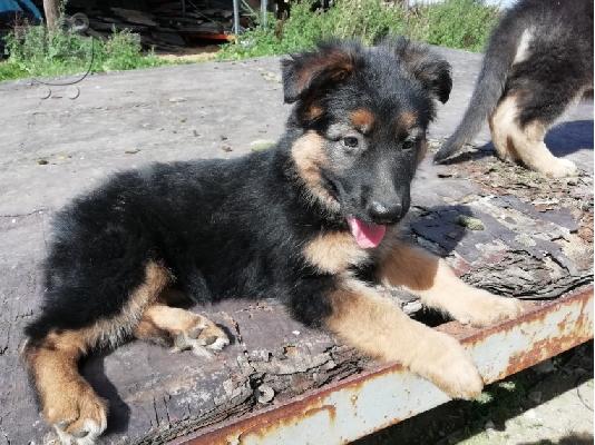 PoulaTo: Boy German Shepards Έτοιμο